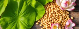 lotus seeds online
